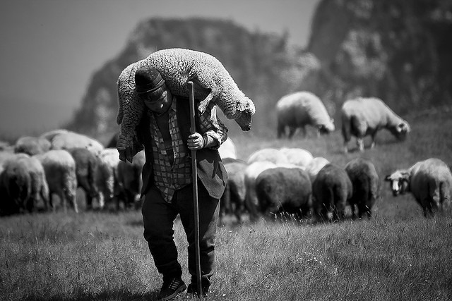 shepherd