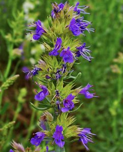 Hyssop