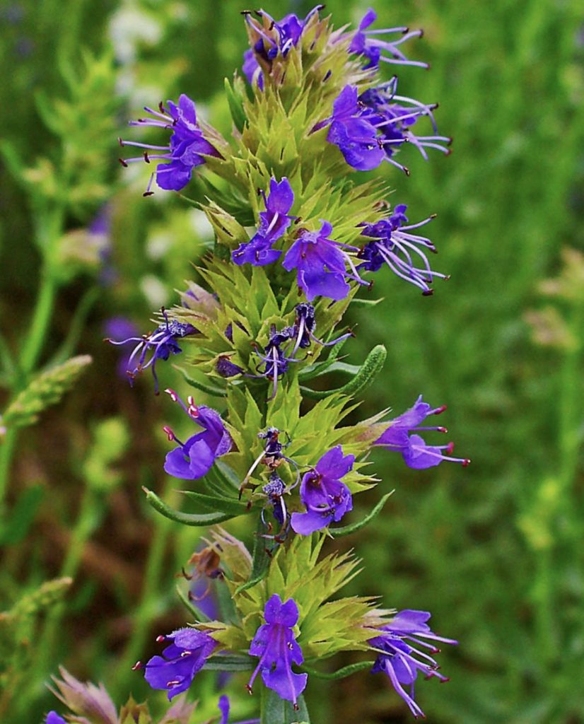 Hyssop